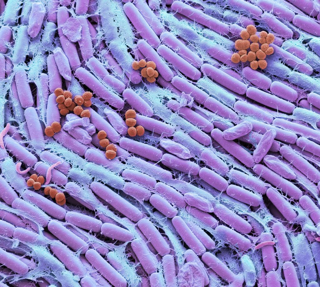 Le microbiote, un acteur important de l’installation de l’immunité